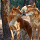 Imagen para el artículo titulado Los perros y los dingos no se están apareando, como se creía